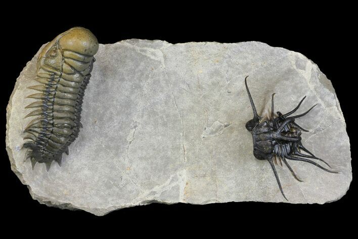 Top Quality Trilobite Association (Dicranurus & Crotalocephalina) #154304